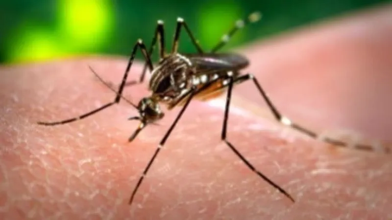 Ações estratégicas mantêm casos de dengue sob controle em Maceió