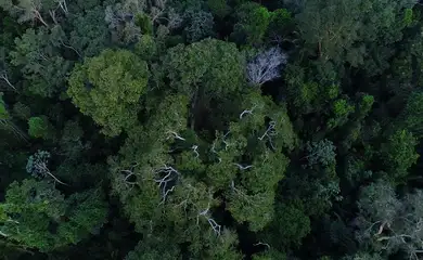 BNDES anuncia entidades escolhidas para recuperar floresta amazônica