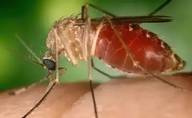 Surto recente de febre Oropouche foi causado por nova linhagem viral