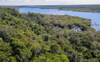 Desmatamento na Amazônia cai 30,6% em um ano