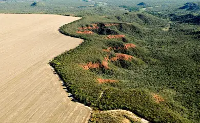 Área desmatada no Brasil em 2023 cai 11,6%, indica MapBiomas