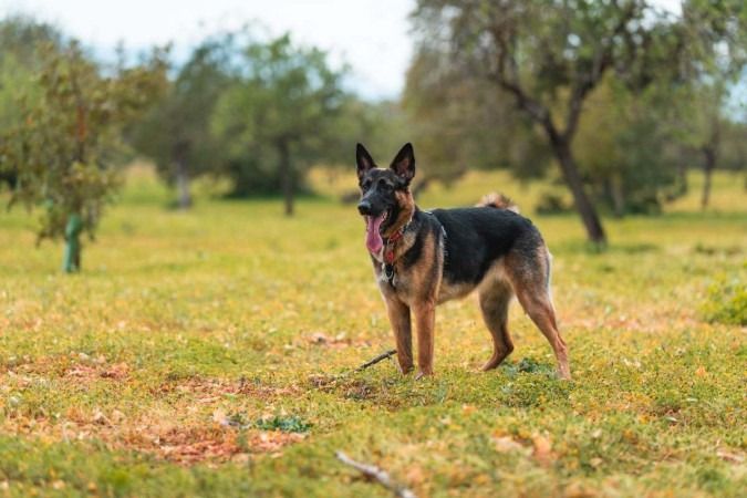 Estudo aponta qual é a raça de cachorro mais inteligente; entenda
