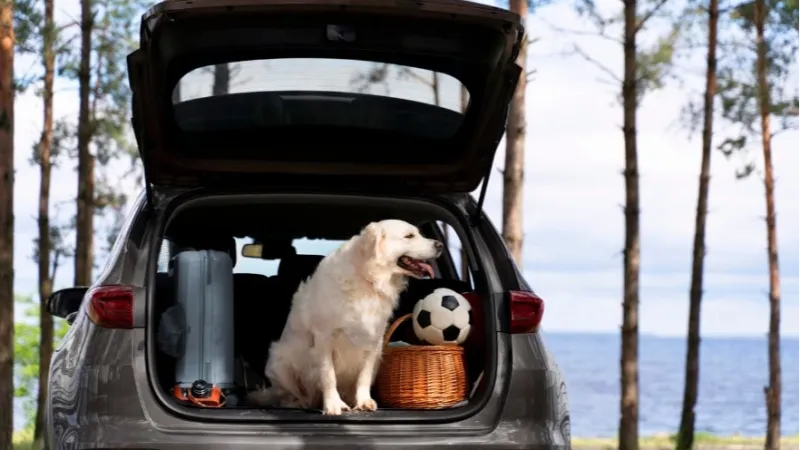 Saiba o que ainda dá tempo de organizar para viajar com pets no Carnaval