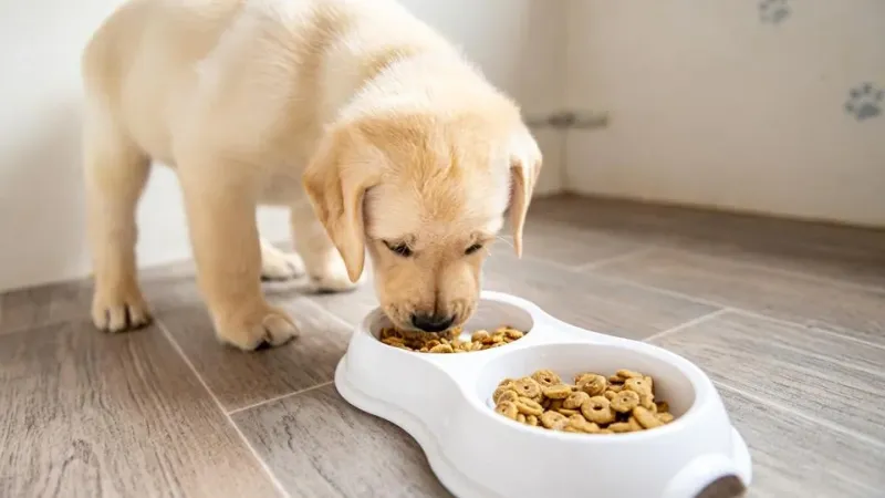 Tutores buscam alimentos com ingredientes naturais para cães e gatos