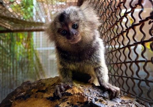 IMA e Sesau alertam sobre risco do contato humano com saguis
