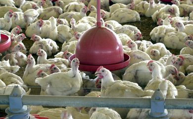 OMS confirma primeira morte por gripe aviária no mundo