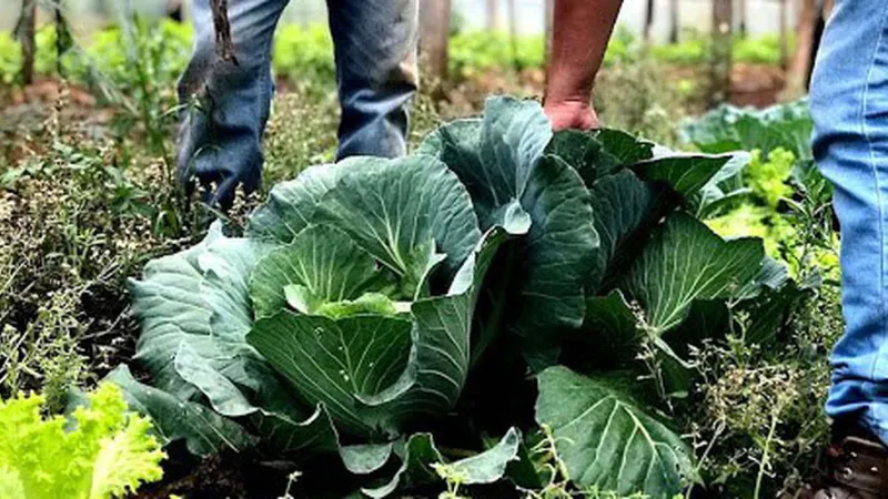 Segurança alimentar exige esforço coletivo e articulação