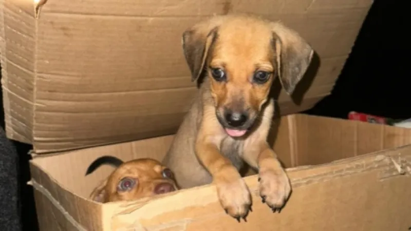 Polícia Civil investiga abandono de filhotes de cachorros em Maceió