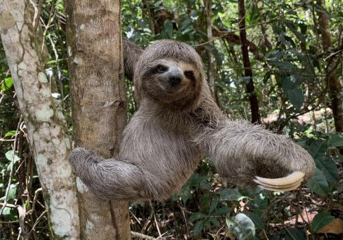 Dia do bicho-preguiça: conheça as ações desempenhadas pelo IMA para a proteção do animal