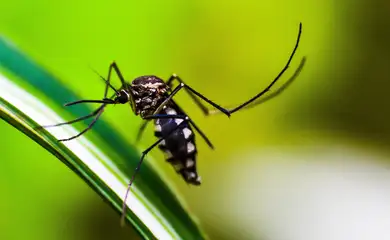 Cientistas desenvolvem armadilha para combater o mosquito da dengue