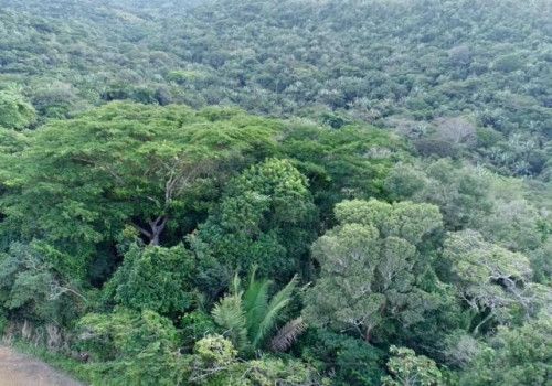Mata da Sálvia: segunda maior Reserva Particular do Patrimônio Natural é criada em Alagoas
