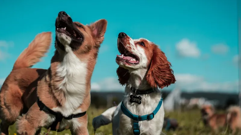 Temperatura alta favorece infestação de pulgas e carrapatos em cães. É preciso protegê-los