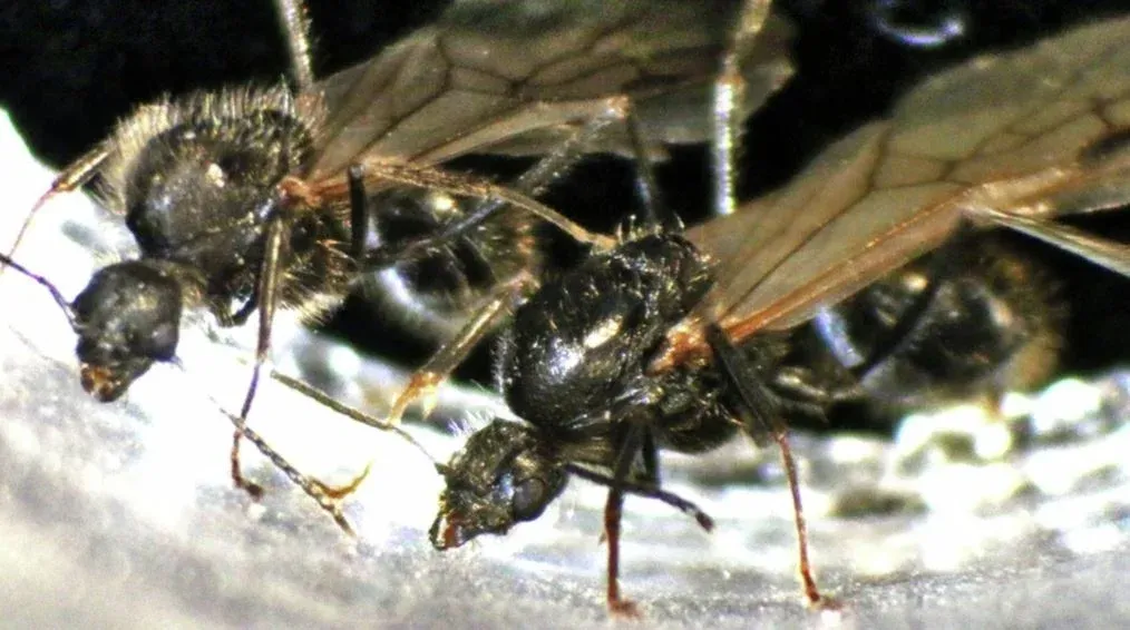 Estudo indica que formiga é capaz de gerar filhotes de outra espécie