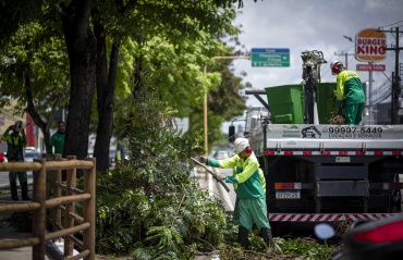 Prefeitura de Maceió orienta como solicitar poda e supressão de árvores