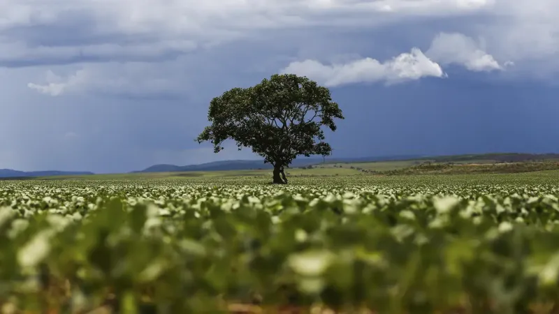 Crédito rural financiou R$ 92,4 bi em áreas com alertas ambientais