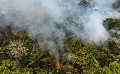 Cobertura florestal mundial perde 3,7 milhões de hectares em 2023