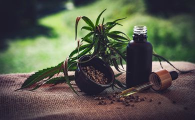 STJ autoriza três pacientes a cultivarem cannabis para fins medicinais