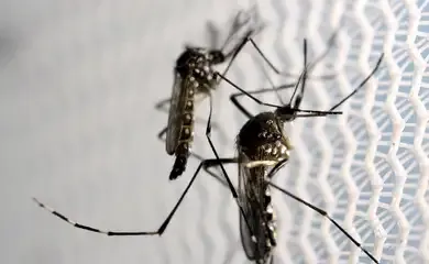 Dengue: Brasil tem 12 mortes e mais de 120 mil casos prováveis