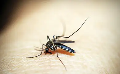 Em 17 dias, casos de dengue triplicam em São Paulo