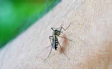 Casos de dengue em gestantes aumentam 345% em 2024