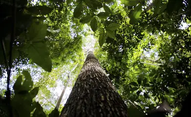 Brasil apresenta na COP proposta para manter florestas tropicais em pé