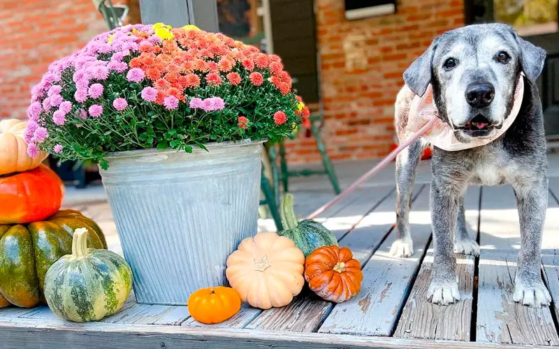 Amigas adotam cachorra idosa e fazem de seus últimos dias os melhores
