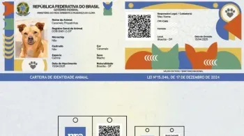 RG dos pets: como fazer e para que serve