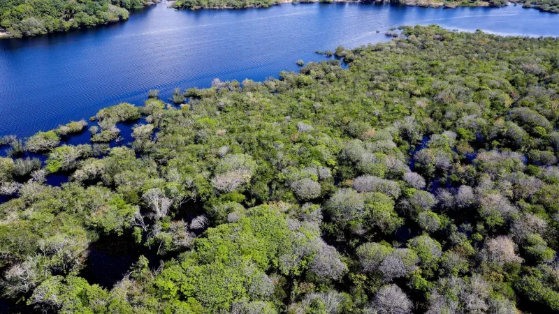 Alertas de desmatamento na Amazônia caem 35% em junho de 2026