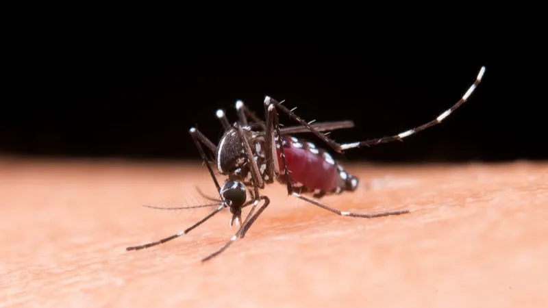 Dengue: especialista alerta para cuidados essenciais dentro de casa