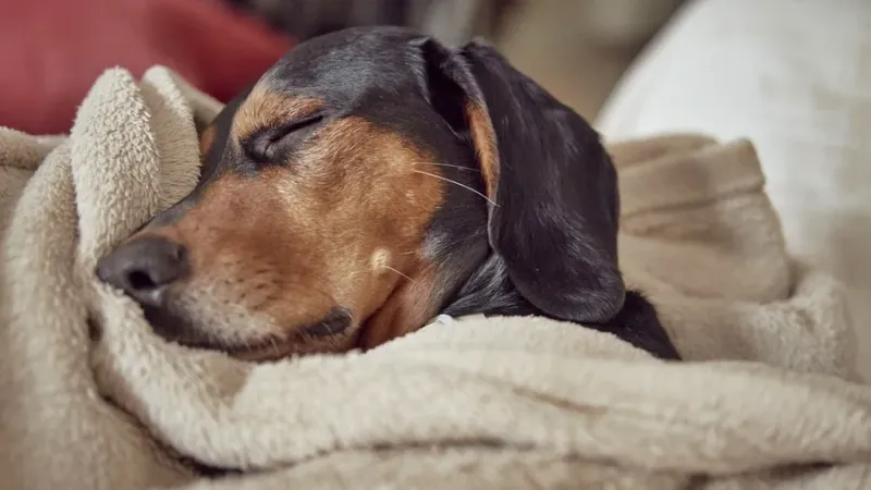 Seu pet dorme na mesma cama que você? Entenda quando evitar o hábito