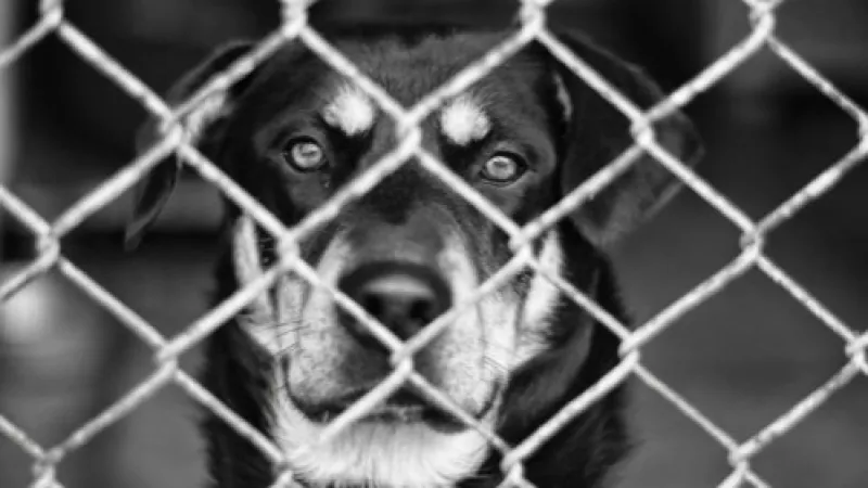 Polícia Civil prende veterinário por maus-tratos a animais em clínica de Maceió