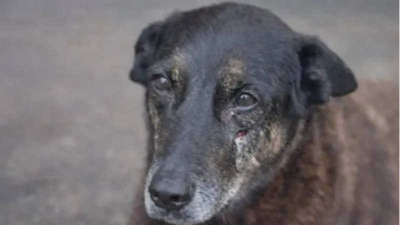 Cão Orelha: como a escola pode ajudar a prevenir a violência contra animais