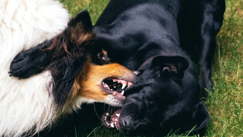 Como identificar e lidar com a ansiedade em cães