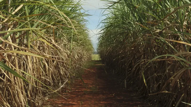 Safra de cana-de-açúcar deve crescer 4,7% em relação ao ano de 2025