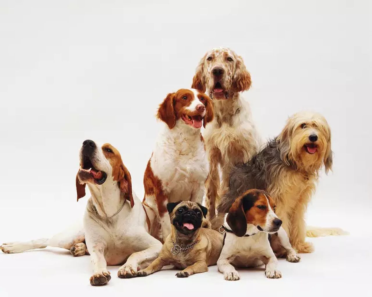 Família oferece R$ 600 mil para vaga de babá canina na Inglaterra
