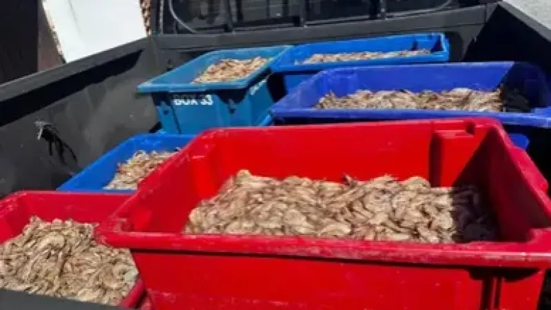 Pescadores são presos com 350 kg de camarão rosa no período do defeso