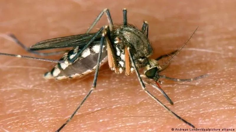 Mosquitos: os animais mais perigosos do mundo