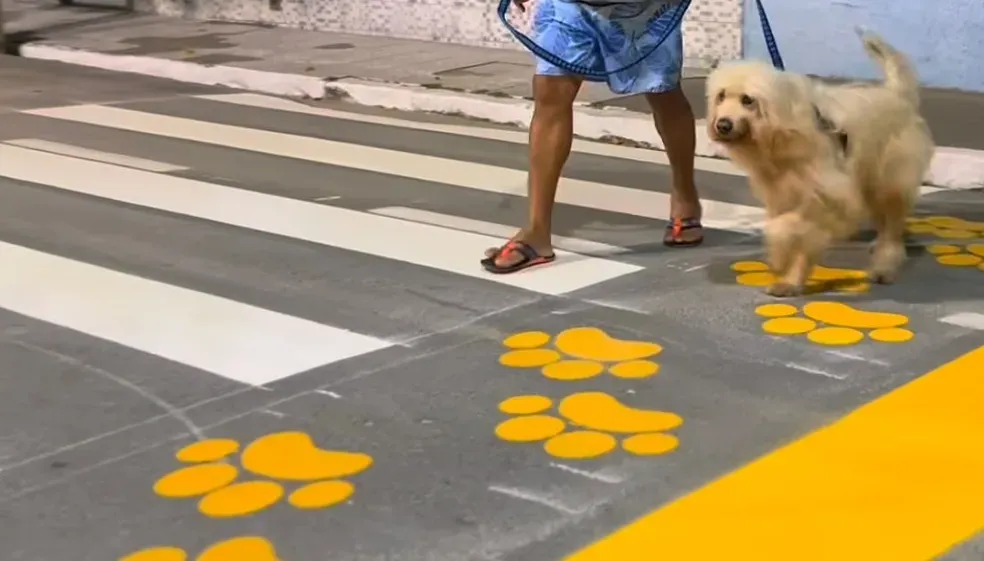 'Patadestre': União dos Palmares, AL, pinta faixa na pista para travessia de animais