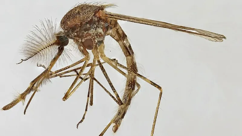Mosquitos são encontrados pela primeira vez na Islândia