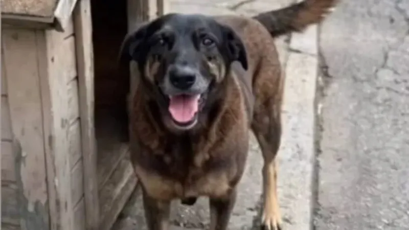 Caso Orelha: adolescente deixa de ser suspeito e passa a ser testemunha