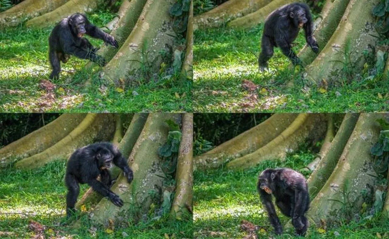 O batuque particular de chimpanzés em árvores para se comunicarem na selva