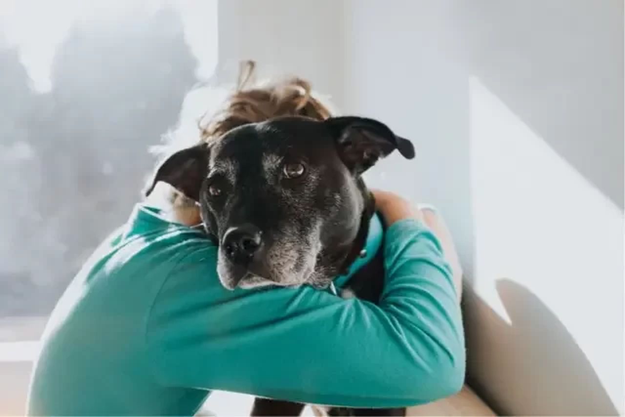 Especialistas revelam por que você nunca deve abraçar seu cachorro