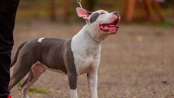 Tutor de pitbull é condenado a indenizar pedreiro atacado pelo animal