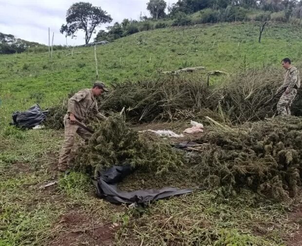PF destrói plantação de maconha em área equivalente a 120 campos de futebol