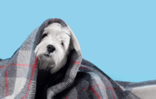 Confira os cuidados adequados com os pets no inverno