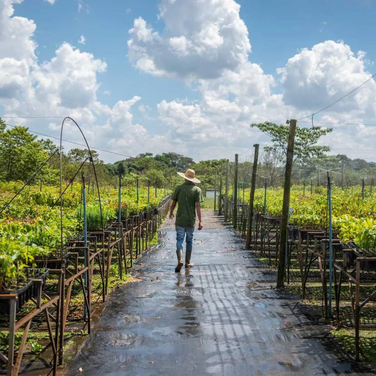 ONU concede prêmio global para projeto de restauração da Mata Atlântica